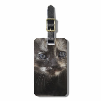 Sweet Shy Tortoiseshell Baby Luggage Tag