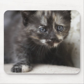Sweet Shy Tortoiseshell Baby Mouse Pad