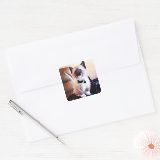 Sweet Siamese Kitten Photo | Animal Photography Square Sticker