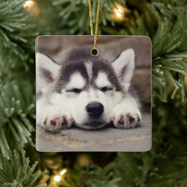 Sweet Siberian Husky Puppy Sleeping Ceramic Ornament (Tree)