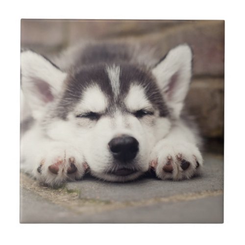 Sweet Siberian Husky Puppy Sleeping Ceramic Tile