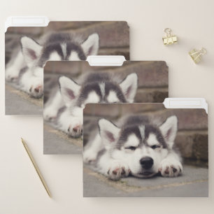 Sweet Siberian Husky Puppy Sleeping File Folder