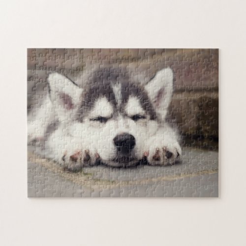 Sweet Siberian Husky Puppy Sleeping Jigsaw Puzzle