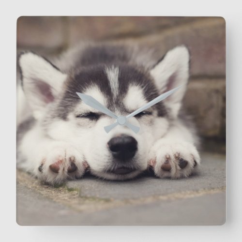 Sweet Siberian Husky Puppy Sleeping Square Wall Clock