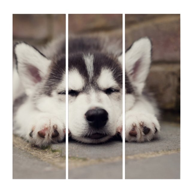 Sweet Siberian Husky Puppy Sleeping Triptych (Front)