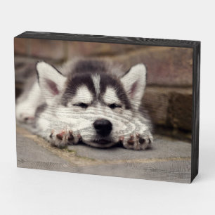 Sweet Siberian Husky Puppy Sleeping Wooden Box Sign