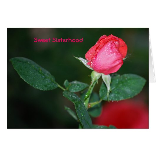 Sweet Sisterhood Cards (Front Horizontal)