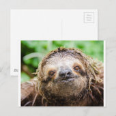 Sweet Sloth Postcard | Zazzle