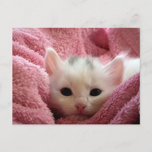 Sweet soft kitty stay warm postcard
