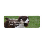 Sweet Springer Spaniel Label