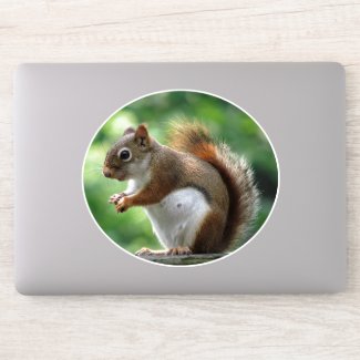 Sweet Squirrel Animal Contour Sticker