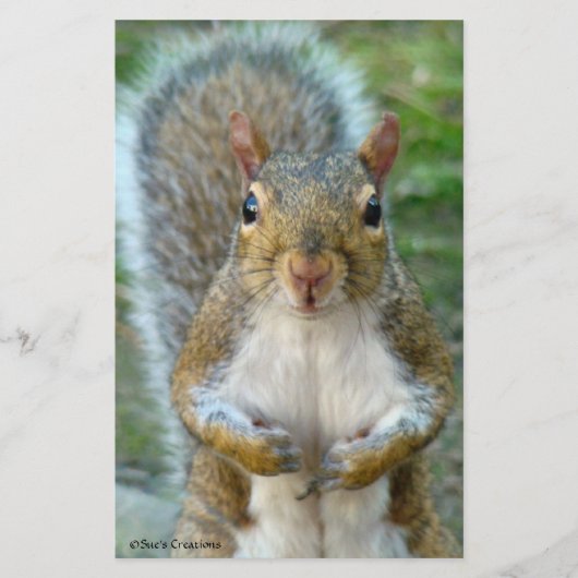 Sweet Squirrel Face (Front)
