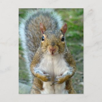 Sweet Squirrel Face Postcard by birdersue at Zazzle