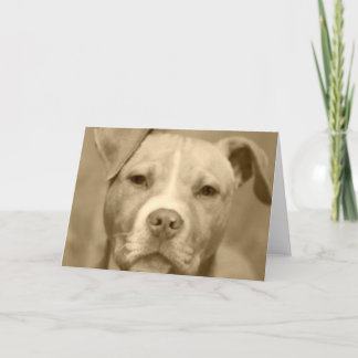 Sweet Staffie Face Greeting Card