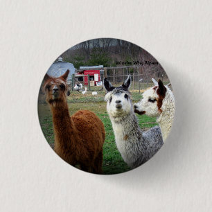 Sweet Suri Alpacas of Wonder Button
