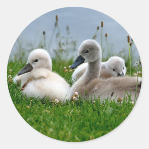 Sweet Swan Babies - Sticker