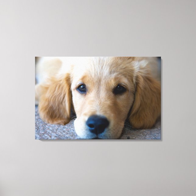 Sweet, Sweet Puppy Canvas Print (Front)