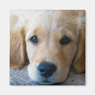 Sweet, Sweet Puppy Magnet