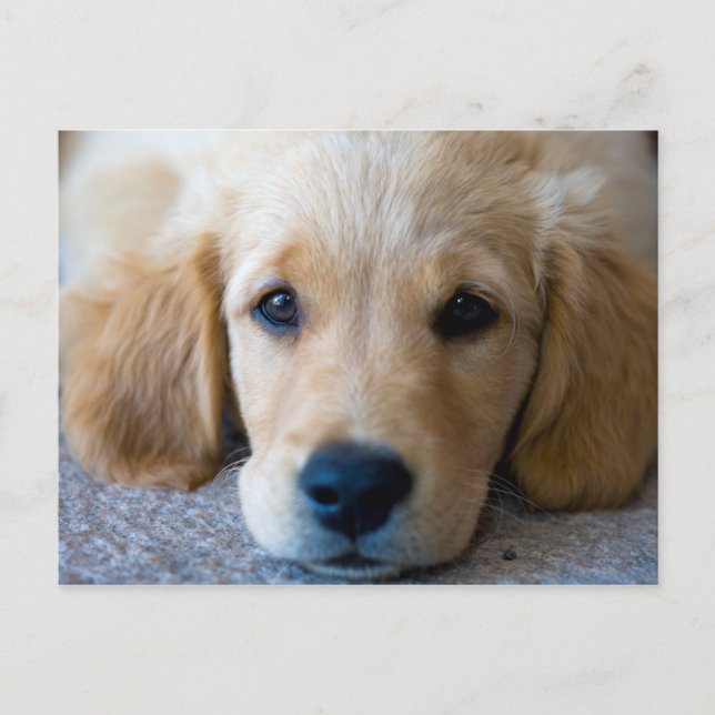 Sweet, Sweet Puppy Postcard (Front)