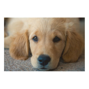 Sweet, Sweet Puppy Wood Wall Decor