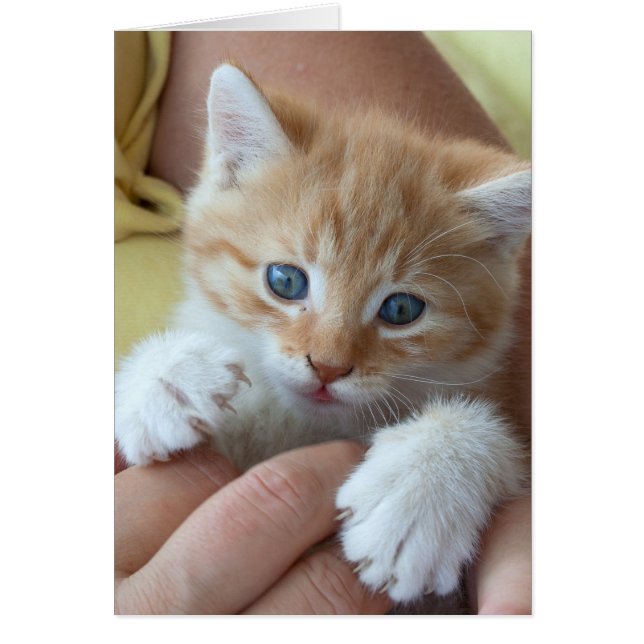 Sweet Tabby Baby Cards (Front)
