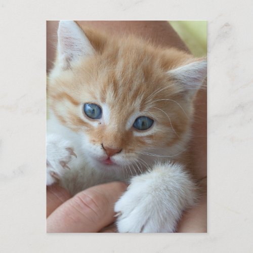 Sweet Tabby Baby Postcard