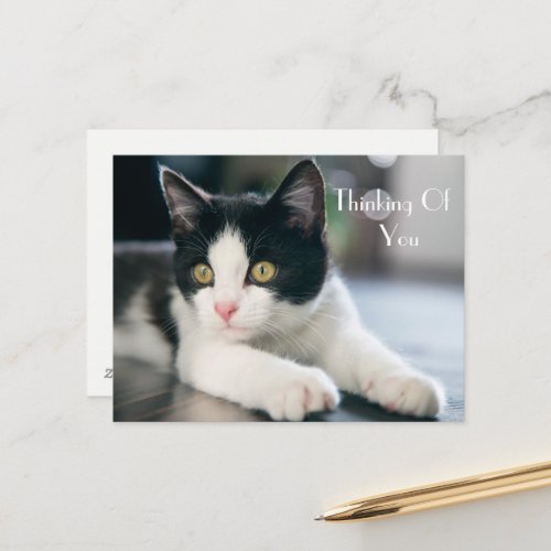 Sweet Thinking Of You Tuxedo Kitten Greeting Postcard