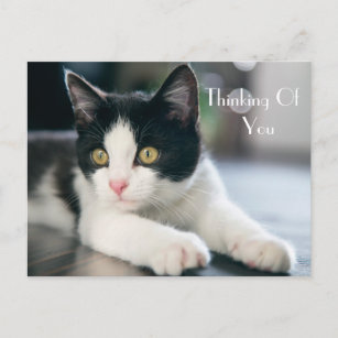 Sweet "Thinking Of You" Tuxedo Kitten Greeting Postcard