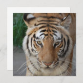 Sweet Tiger (Front/Back)