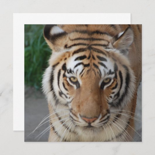 Sweet Tiger (Front/Back)