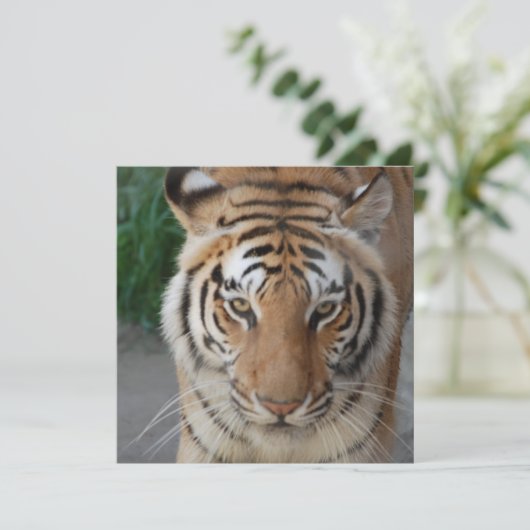 Sweet Tiger (Standing Front)