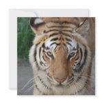 Sweet Tiger