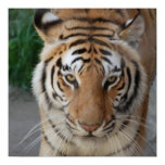 Sweet Tiger Poster