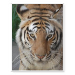 Sweet Tiger Temporary Tattoos