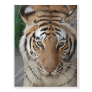 Sweet Tiger Temporary Tattoos