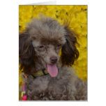 Sweet Tiny Brown Poodle Cards