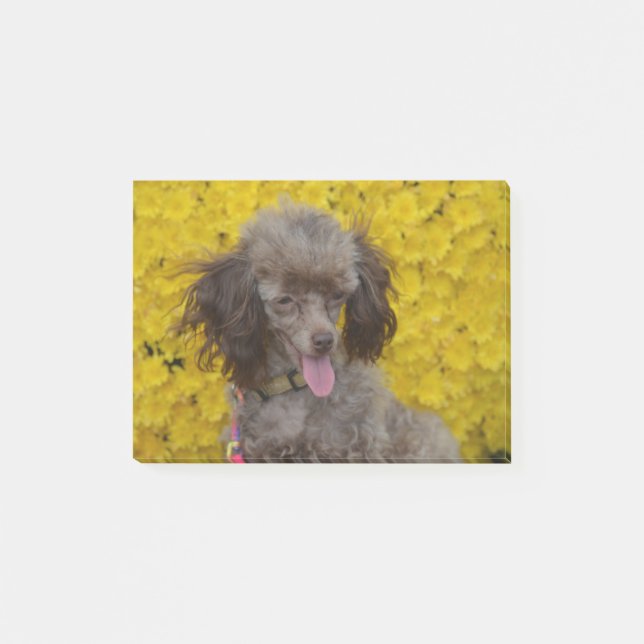 Sweet Tiny Brown Poodle Post-it Notes (Front)