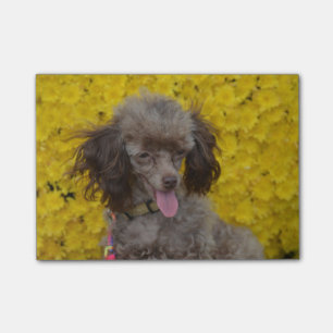 Sweet Tiny Brown Poodle Post-it Notes