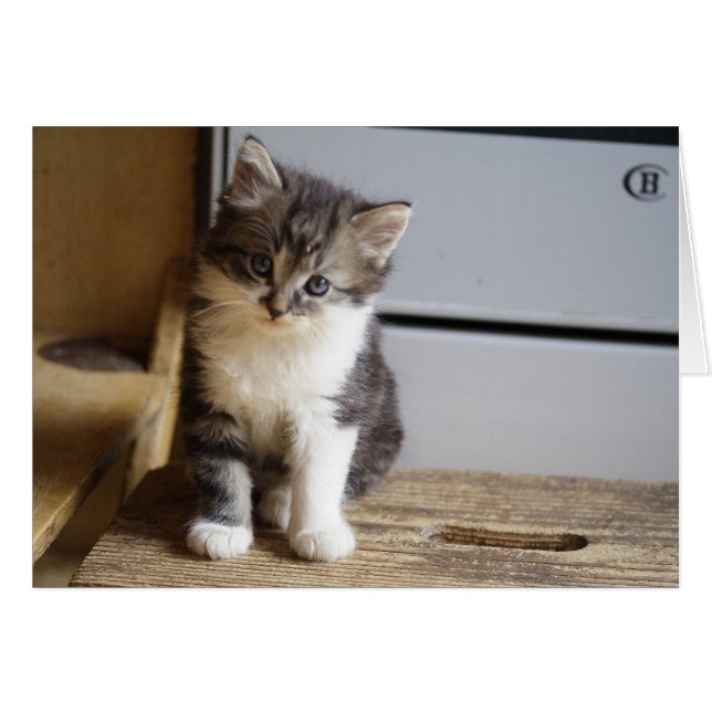Sweet Tomcat Kitten Cards (Front Horizontal)