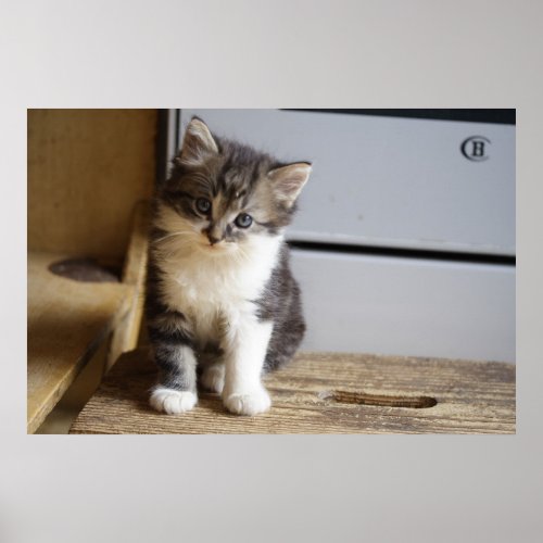 Sweet Tomcat Kitten Poster