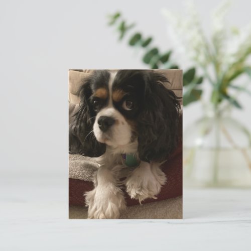Sweet tri_color Cavalier King Charles Spaniel Dog  Postcard