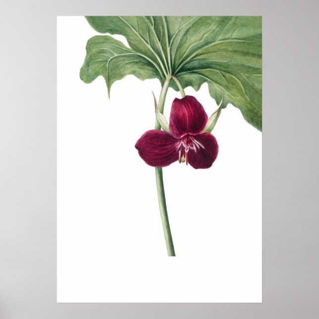 Sweet Trillium Art Print by Mary Vaux Walcott (Front)