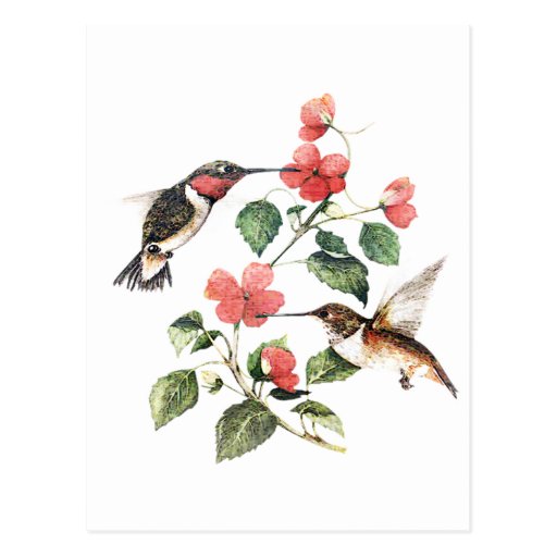 Sweet Vintage Floral Hummingbirds Pair Postcard | Zazzle