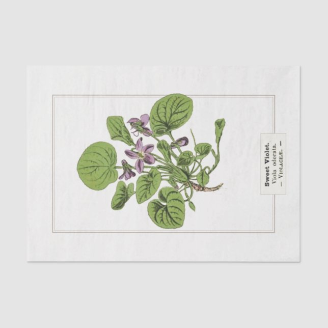Sweet Violet Botanical Illustration 1885  Tissue Paper (Front)