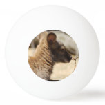 Sweet Wallaby Ping-Pong Ball