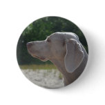 Sweet Weimaraner Dog Profile Button