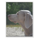 Sweet Weimaraner Dog Profile Temporary Tattoos