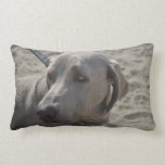Sweet Weimaraner Lumbar Pillow