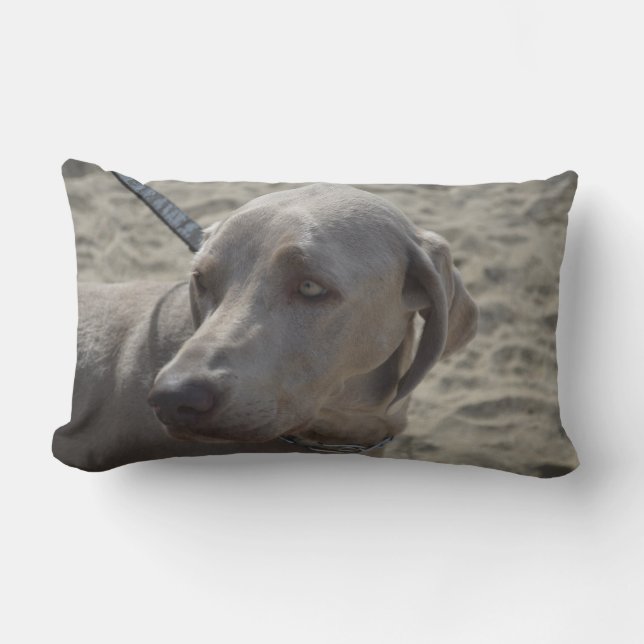 Sweet Weimaraner Lumbar Pillow (Front)