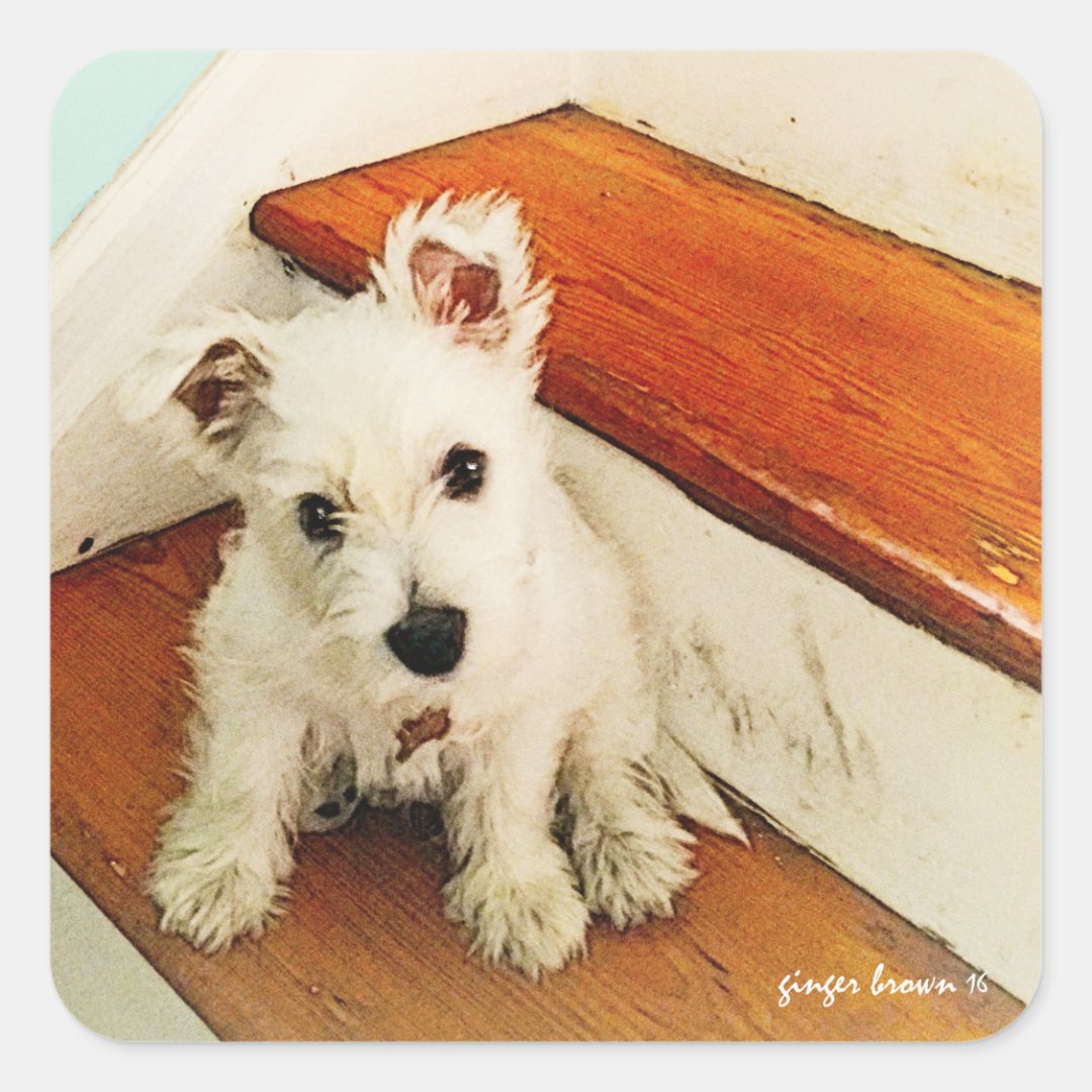 Sweet Westie Puppy Sitting on a Vintage Step Square Sticker | Zazzle